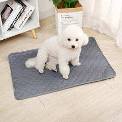 Dog Pee Pad